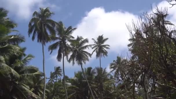 Palmiers contre le ciel ou la mer 6 