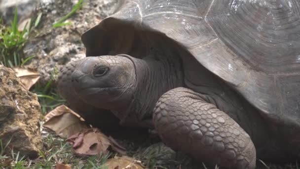 Velha tartaruga terrestre que vive na ilha 2 — Vídeo de Stock