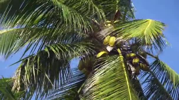 Palmeras contra el cielo o el mar 8 — Vídeos de Stock