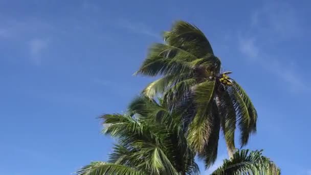 Gökyüzüne veya denize karşı palmiye ağaçları 9 — Stok video