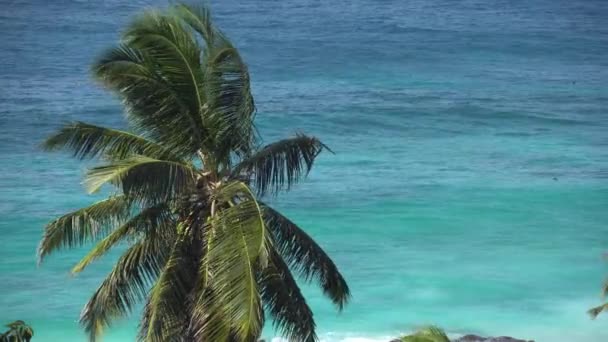 Gökyüzüne veya denize karşı palmiye ağaçları 10 — Stok video