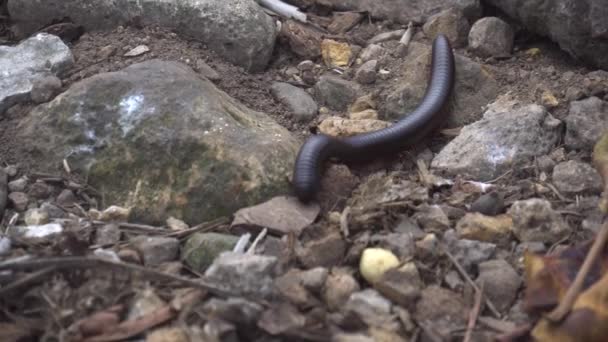 Chenille noire exotique ou mille-pattes — Video