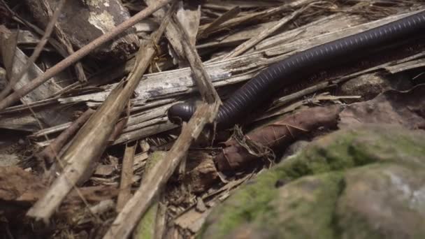 Exotic black caterpillar or centipede 1 — Stock Video
