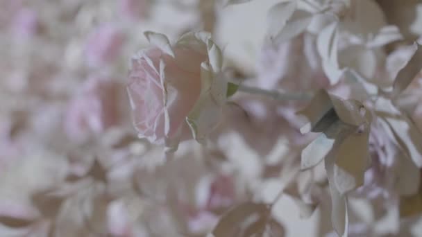 Fresh white and beige roses. — Stock Video