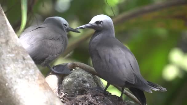 愚蠢的灰色燕鸥在野外2 — 图库视频影像