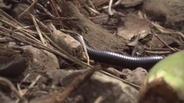 Egzotik siyah tırtıl veya kırkayak 2