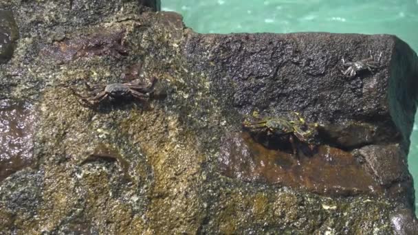 Caranguejo rastejando na pedra molhada 1 — Vídeo de Stock