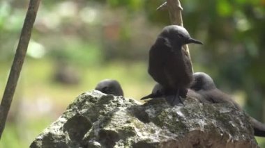 Vahşi doğada aptal gri sumer