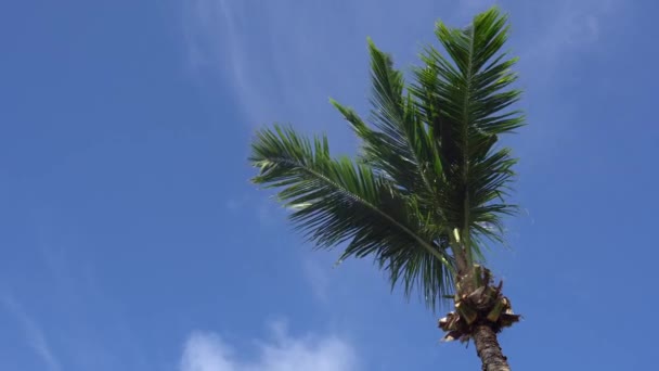 空や海に対するヤシの木 12 — ストック動画