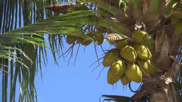 Palm bomen tegen de hemel of zee 14 — Stockvideo