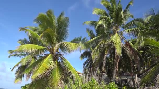 Palmeras contra el cielo o el mar 13 — Vídeos de Stock