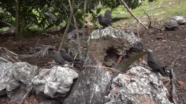 Stupide sterne grise dans la nature 3 