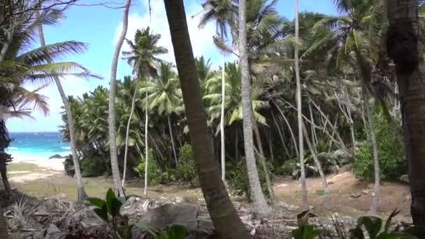 Gökyüzüne veya denize karşı palmiye ağaçları 16 — Stok video