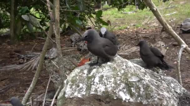 Estúpido tern cinza no selvagem 4 — Vídeo de Stock