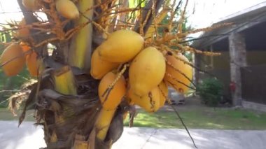 Gökyüzüne veya denize karşı palmiye ağaçları 20