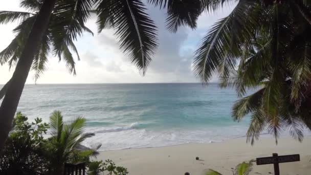 Gökyüzüne veya denize karşı palmiye ağaçları 22 — Stok video
