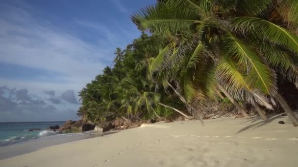 Gökyüzüne veya denize karşı palmiye ağaçları 23 — Stok video