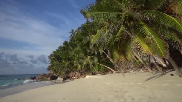 Palmeras contra el cielo o el mar 23 — Vídeos de Stock