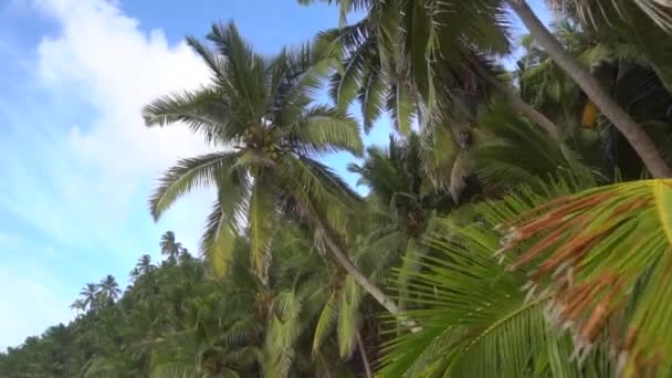 Palmeras contra el cielo o el mar 24 — Vídeos de Stock