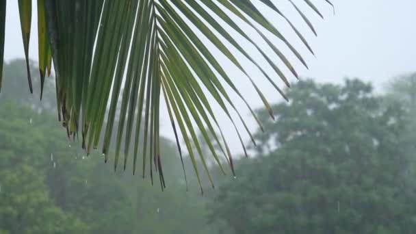 Fuertes lluvias tropicales en la isla durante el día 1 — Vídeo de stock