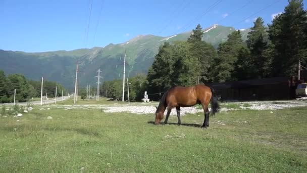 Gyönyörű, ápolt lovak a stabil és legelő — Stock videók