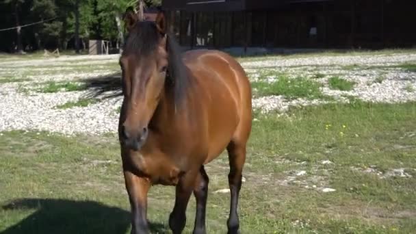 Bela, cavalos bem tratados no estábulo e pasto 1 — Vídeo de Stock