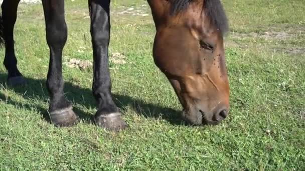 馬小屋と牧草地で美しい、手入れの行き届いた馬2 — ストック動画