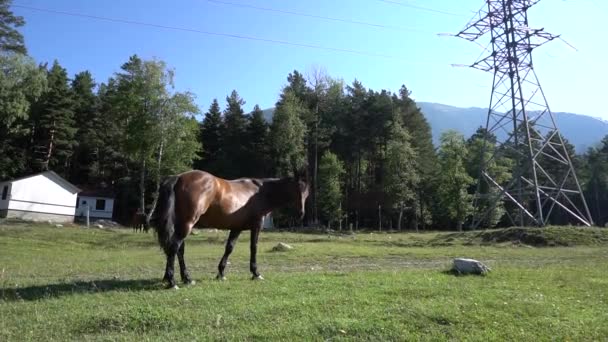 Bela, cavalos bem tratados no estábulo e pasto 4 — Vídeo de Stock