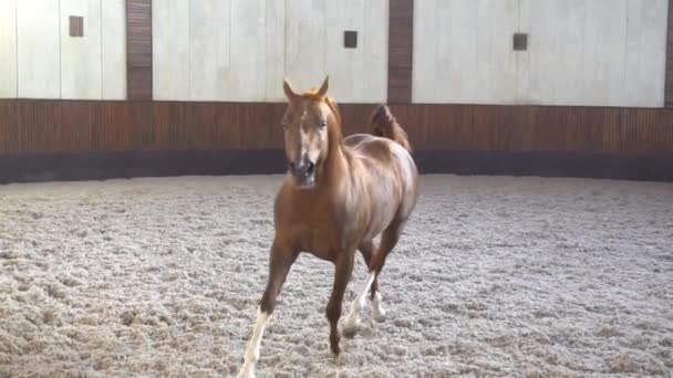 Krásní, dobře rozběhení koně ve stáji a na pastvě 5 — Stock video