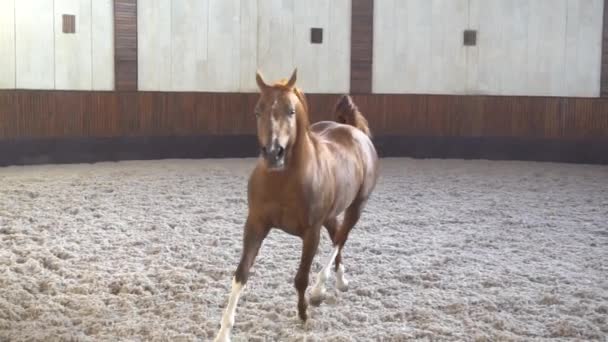 Hermosos caballos bien arreglados en el establo y el pasto 5 — Vídeo de stock