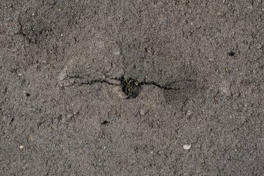 A sprout of grass sprouts through the asphalt making a crack. grass grows on the road