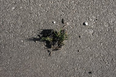 A sprout of grass sprouts through the asphalt making a crack. grass grows on the road