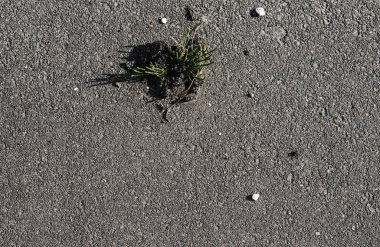 A sprout of grass sprouts through the asphalt making a crack. grass grows on the road