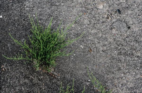 A sprout of grass sprouts through the asphalt making a crack. grass grows on the road — Stok fotoğraf