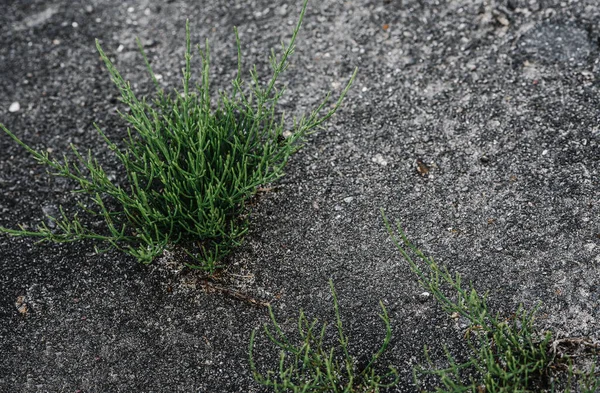 A sprout of grass sprouts through the asphalt making a crack. grass grows on the road — Stok fotoğraf