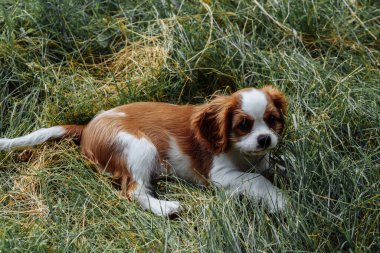 Kahverengi, uzun kulaklı bir köpek yavrusu çimlerin üzerinde parkta yürüyor. altın rengi