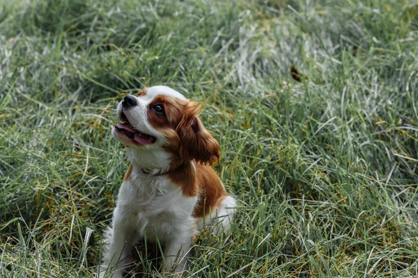 Коричневый щенок-спаниель с высокими ушами гуляет по парку на траве. золотой цвет — стоковое фото