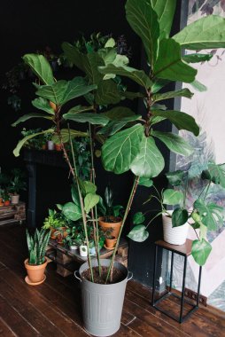 Kap içinde yemyeşil yaprakları olan birkaç çiçek ahşap bir zeminde duruyor. Siyah bir duvarın arkasında