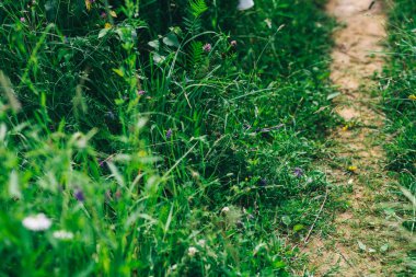 Güneşin altında taze yeşil çimenler. Parlak güneşli yaz günü