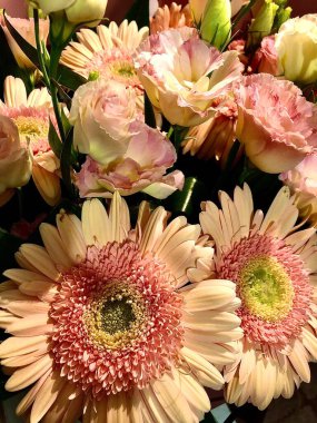 Büyük, güzel, yumuşak, büyük, turuncu, pembe gerbera. Bir sürü dilim yakın plan.