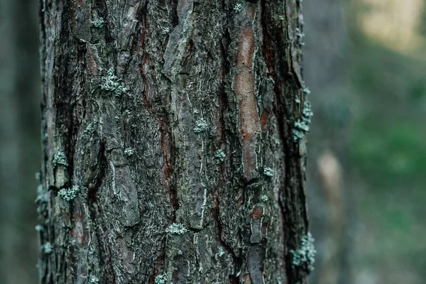 Büyük bir çam ağacının gövdesine yakın plan, çatlamış, kalın ağaç kabuğu. örüntü soyutlaması, orman — Stok fotoğraf