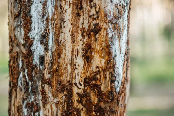 Nahaufnahme eines großen Kiefernstammes, zerrissene, dicke Baumrinde. Musterabstraktion, Wald — Stockfoto