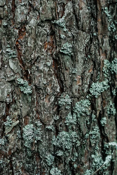 Zbliżenie dużego pnia sosnowego, pęknięta gruba kora drzewa. abstrakcja wzoru, las — Zdjęcie stockowe