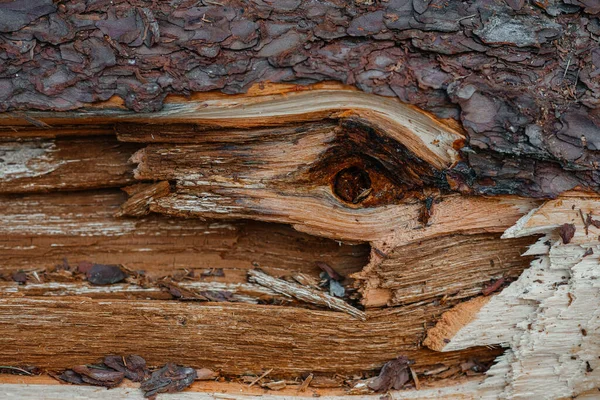 Büyük bir çam ağacının gövdesine yakın plan, çatlamış, kalın ağaç kabuğu. örüntü soyutlaması, orman — Stok fotoğraf