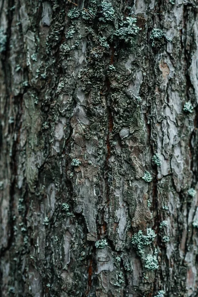 Gros plan d'un grand tronc de pin, écorce d'arbre rugueuse et rugueuse. abstraction de modèle, forêt — Photo