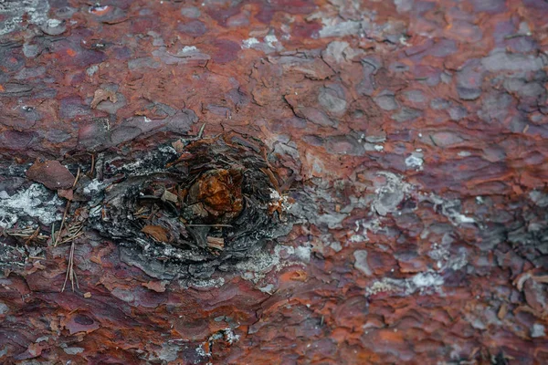 Närbild av en stor tallstam, sprucken grov tjock trädbark. mönsterabstraktion, skog — Stockfoto