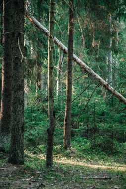 Çam ağaçları çam ağaçları ve çam ağaçları güneş ışınları ve ışık dalları ve yaprakları deler.