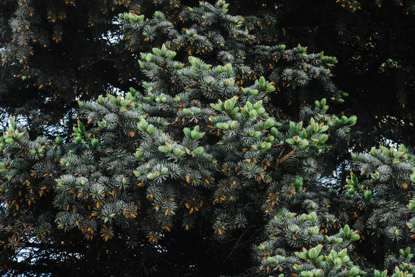Junge Zweige der Blaufichte mit kleinen Knospen von Zapfen Nahaufnahme Textur für Dekor und Design — Stockfoto