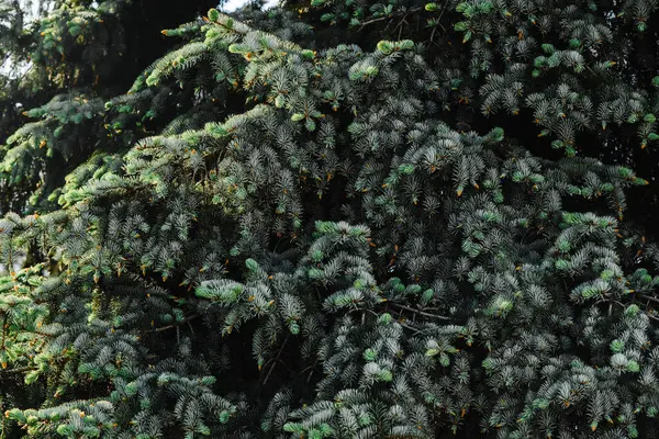 Young branches of blue spruce with small buds of cones close-up texture for decor and design — Stock Photo, Image