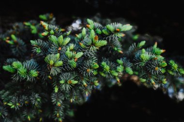 Dekor ve tasarım için küçük koni tomurcuklarıyla genç mavi ladin dalları.